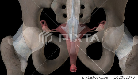 Gonads are glands that produce hormones that are involved in reproduction and other functions of the body. Gonads are glands that produce hormones that are involved in reproduction and other functions of the body. 102092379