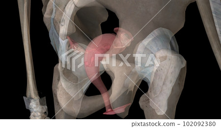 Gonads are glands that produce hormones that are involved in reproduction and other functions of the body. 102092380