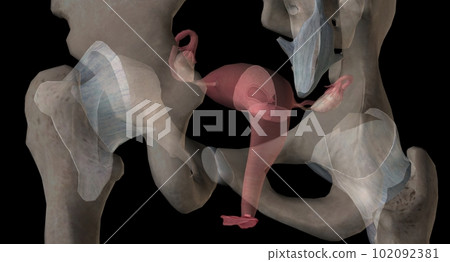 Gonads are glands that produce hormones that are involved in reproduction and other functions of the body. 102092381
