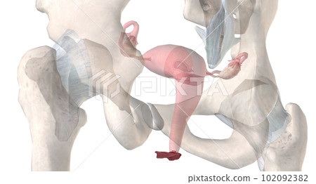 Gonads are glands that produce hormones that are involved in reproduction and other functions of the body. Gonads are glands that produce hormones that are involved in reproduction and other functions of the body. 102092382