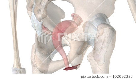 Gonads are glands that produce hormones that are involved in reproduction and other functions of the body. Gonads are glands that produce hormones that are involved in reproduction and other functions of the body. 102092383