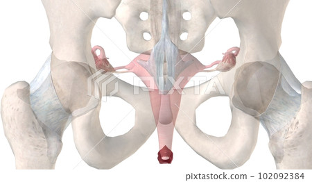 Gonads are glands that produce hormones that are involved in reproduction and other functions of the body. Gonads are glands that produce hormones that are involved in reproduction and other functions of the body. 102092384