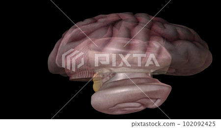 The pineal gland, conarium, or epiphysis cerebri, is a small end The pineal gland, conarium, or epiphysis cerebri, is a small end 102092425