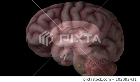 Pituitary gland is a small, pea sized gland located at the base Pituitary gland is a small, pea sized gland located at the base 102092431