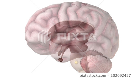 Pituitary gland is a small, pea sized gland located at the base Pituitary gland is a small, pea sized gland located at the base 102092437