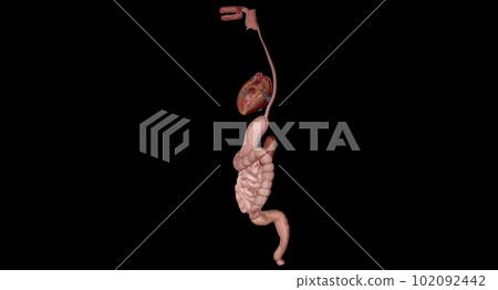 Organs with Secondary Endocrine Functions Organs with Secondary Endocrine Functions 102092442