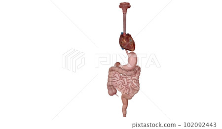 Organs with Secondary Endocrine Functions Organs with Secondary Endocrine Functions 102092443