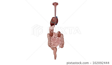 Organs with Secondary Endocrine Functions Organs with Secondary Endocrine Functions 102092444