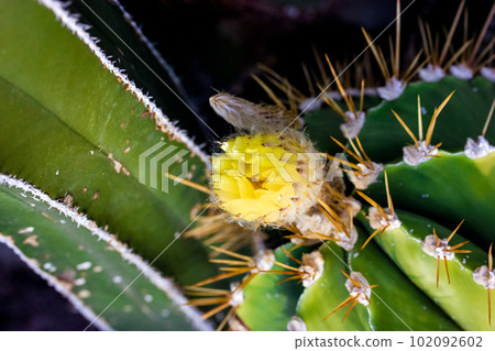 Flowering green cactus with yellow flower bud open. Desert sharp plants blooming in a greenhouse, botanical garden. Growing cacti and succulents. Prickly spring plant bloom. Summer flora outdoors. 102092602