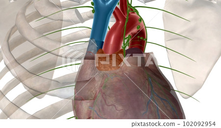 Thymus gland is also p of your endocrine system. Thymus gland is also p of your endocrine system. 102092954