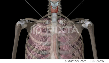 The thyroid gland is an endocrine structure located in the neck. 102092970