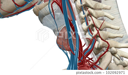Thyroid is an important endocrine gland that makes and releases 102092971