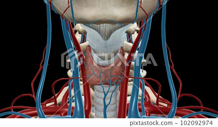Thyroid is an important endocrine gland that makes and releases Thyroid is an important endocrine gland that makes and releases 102092974