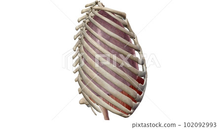 Your thoracic cavity is a space in your chest that contains orga 102092993
