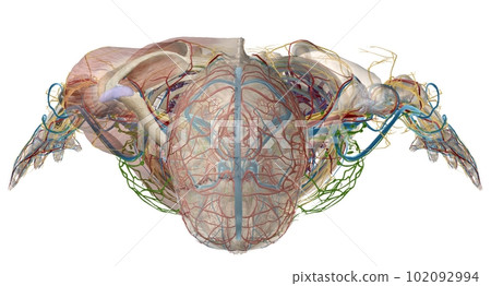 The axilla is an anatomical region under the shoulder joint wher The axilla is an anatomical region under the shoulder joint wher 102092994