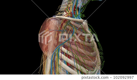 The axilla is an anatomical region under the shoulder joint wher The axilla is an anatomical region under the shoulder joint wher 102092997