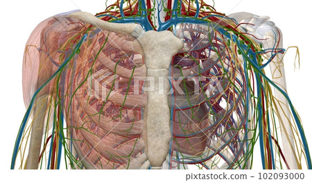 The axilla is an anatomical region under the shoulder joint wher 102093000