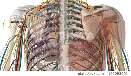 The axilla is an anatomical region under the shoulder joint wher 102093001