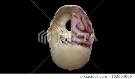 The floor of the cranial cavity is divided into three distinct d 102093009