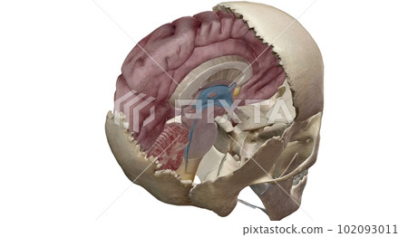 The floor of the cranial cavity is divided into three distinct d 102093011