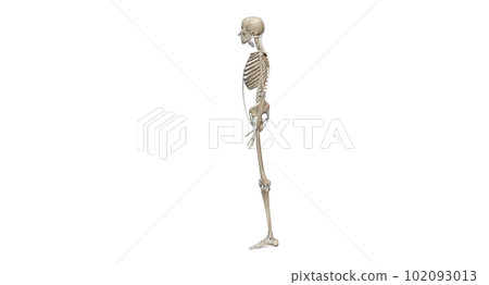 Human skeleton, the internal skeleton that serves as a framework Human skeleton, the internal skeleton that serves as a framework 102093013