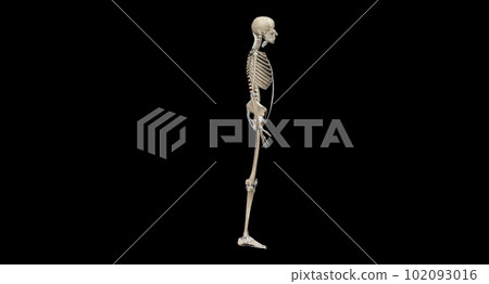 Human skeleton, the internal skeleton that serves as a framework 102093016