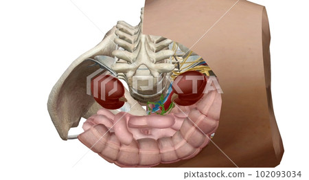 The bony pelvis is divided into two parts, anterior and posterio 102093034