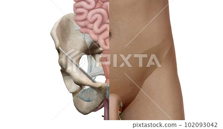 The bony pelvis is divided into two parts, anterior and posterio 102093042