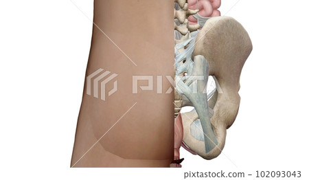 The bony pelvis is divided into two parts, anterior and posterio 102093043