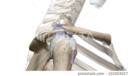The shoulder girdle is formed by two pairs of bones, the scapula 102093057