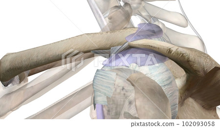 The shoulder girdle is formed by two pairs of bones, the scapula 102093058