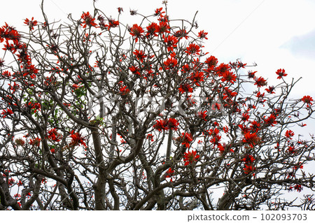 Okinawa Prefecture Flower Deigo Flower Okinawa Prefecture Flower Deigo Flower 102093703