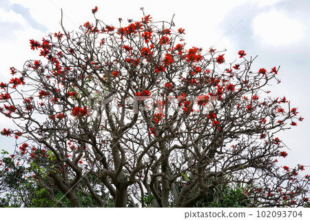 Okinawa Prefecture Flower Deigo Flower Okinawa Prefecture Flower Deigo Flower 102093704