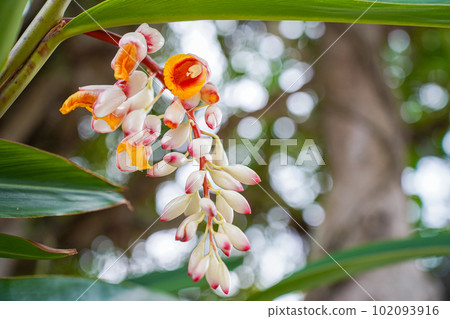 沖繩月亮桃花 102093916