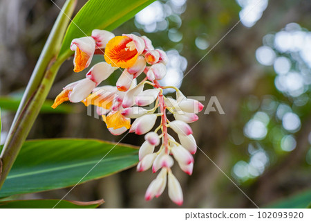 Okinawa moon peach flower 102093920