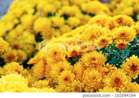 Fresh bright yellow chrysanthemums bushes in autumn garden 102094164