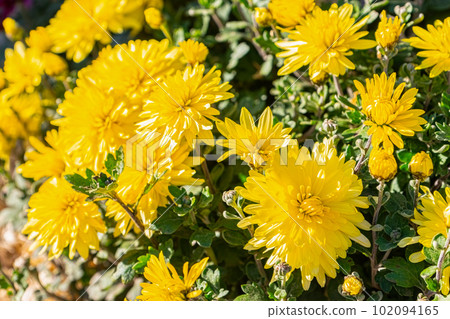 Fresh bright yellow chrysanthemums bushes in autumn garden 102094165