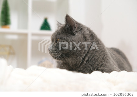 Grey cat chartreuse sleeps near the Christmas tree 102095302