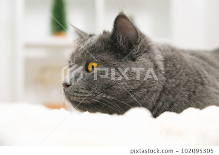 Grey cat chartreuse plays and hunts near the 102095305
