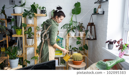 A woman waters home plants from her collection of rare species from a watering can, grown with love on shelves in the interior of the house. Home plant growing, green house, water balance 102095383