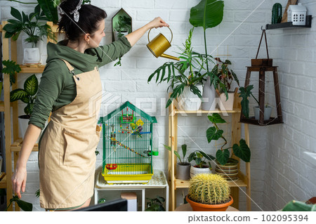 A woman waters home plants from her collection of rare species from a watering can, grown with love on shelves in the interior of the house. Home plant growing, green house, water balance A woman waters home plants from her collection of rare species from a watering can, grown with love on shelves in the interior of the house. Home plant growing, green house, water balance 102095394