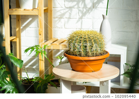 Large echinocactus Gruzoni in the interior of a green house with shelving collections of domestic plants. Home crop production, plant breeder admiring a cactus in a pot 102095440