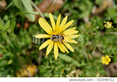 花 花 102096512