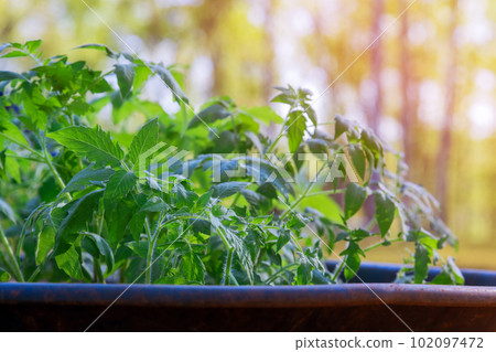 Here is seedling tomato plant that has been transplanted into soil from seedling tray Here is seedling tomato plant that has been transplanted into soil from seedling tray 102097472