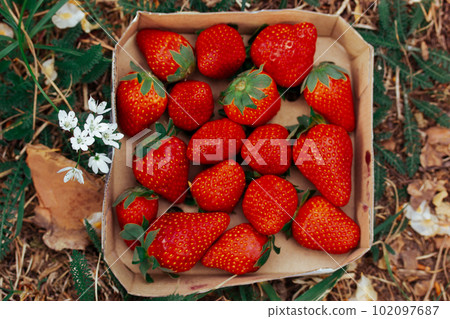 Ripe juicy red organically grown strawberries in a carton on the green grass among the blooming white flowers. A picnic on the lawn in spring. Healthy fruits and berries in summer Picking strawberries Ripe juicy red organically grown strawberries in a carton on the green grass among the blooming white flowers. A picnic on the lawn in spring. Healthy fruits and berries in summer Picking strawberries 102097687