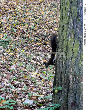 Squirrels playing in the city park. Natural environment. Squirrels playing in the city park. Natural environment. 102098097