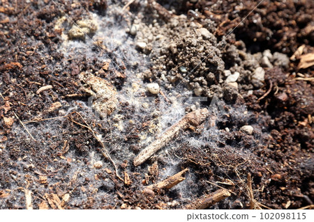 探索絲狀真菌的多樣形態 102098115