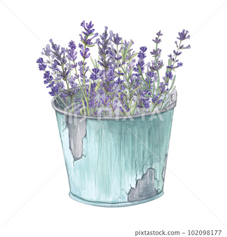 Lavender bouquet in a bucket isolated on a white background Watercolor illustration of Provencal flowers. French style. Botanical image of flowers. Suitable for postcards, business cards, design Lavender bouquet in a bucket isolated on a white background Watercolor illustration of Provencal flowers. French style. Botanical image of flowers. Suitable for postcards, business cards, design 102098177