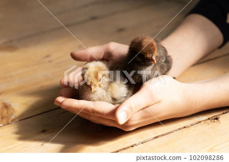 Cute little tiny newborn baby chicks in hands of child. Communication of kids with animals, animal therapy. Happy child holding two small chickens in palms. Hatched from an egg. Pedigree chickens. 102098286