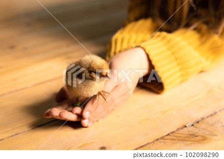 Cute little tiny newborn baby chick in hands of child. Communication of child with animals, animal therapy. Happy child holding small chicken in palms. Hatched from an egg. Pedigree chickens. Cute little tiny newborn baby chick in hands of child. Communication of child with animals, animal therapy. Happy child holding small chicken in palms. Hatched from an egg. Pedigree chickens. 102098290